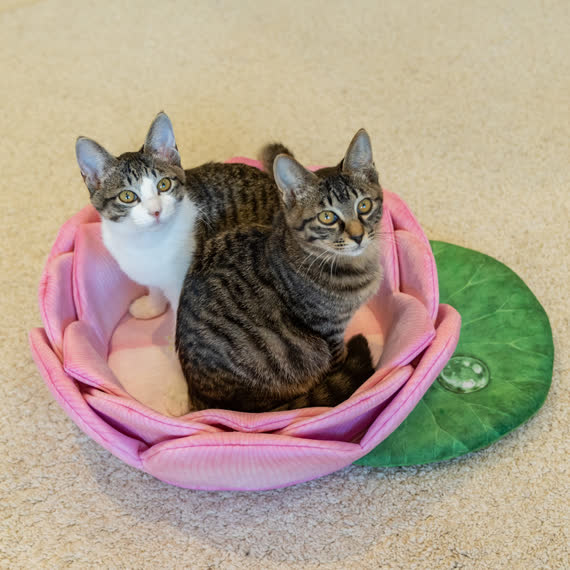 Lotus Shaped Warm Fleece Pet Bed - image 1