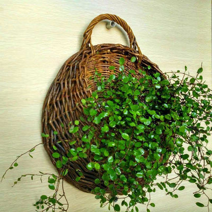 Ownkoti Handwoven Plant Basket with Handle (3PCS) - image 3